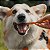 Vergalho Stick Bovino Mordedor Mastigável 100% Natural Para Cães 6 Uni Luv - Imagem 5