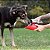 Kong Garrafa Bebedouro Portátil Para Cães de Aço Inoxidável H2o 740ml - Imagem 6