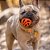 Chuckit Air Fetch Ball Brinquedo Bola Para Cães M - Imagem 5