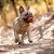 Chuckit Air Fetch Ball Brinquedo Bola Para Cães M - Imagem 8