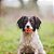 Chuckit Air Fetch Ball Brinquedo Bola Para Cães M - Imagem 7