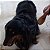Escova Para Cães e Gatos Sem Bolinhas G Germanhart - Imagem 4