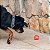 Flexball Bola Extra Forte Muito Resistente Para Cães Germanhart - Imagem 7