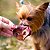 Kit 3 Focinho Suíno Mordedor 100% Natural Para Cães Allnatture - Imagem 2
