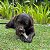 Kit 2 Biobone Mordedores Extra Forte Para Cães Zero Plástico Ossão - Imagem 5