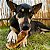 Kit 2 Pele Bovina Enrolada Mordedor Natural P/ Cães Rocambole Miudo AlecrimPet - Imagem 5