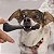 Kit Biobone 4 Mordedores Mordida Extra e Forte Para Cães Ossinho - Imagem 10