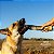 Kit 5 Pele Bovina Enrolada Mordedor Natural P/ Cães Rocambole Graúdo AlecrimPet - Imagem 5