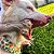 Kit Biobone 2 Mordedores Mordida Moderada Para Cães Zero Plástico Laranja Gigante - Imagem 7