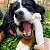 Kit Biobone 3 Mordedores Mordida Forte Para Cães Zero Plástico Cana Gigante - Imagem 7