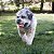 Kong Signature Balls Bolinha Resistente Com Apito Para Cães 2 Unidades M - Imagem 4