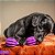 Brinquedo Resistente Recheável Para Cães Pet Fit Roxo M/G Amicus - Imagem 9