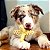 Biobone Kit Filhote Mordedor Resistente Mordida Suave Para Cães Cúrcuma - Imagem 9