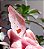 Pink Lemurian - Imagem 4