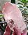 Pink Lemurian Imprint - Imagem 1