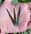 Lote pontas de Vivianita - Imagem 2