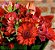 Buquê mix de flores vermelhas - Imagem 2