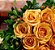 Buquê de rosas amarelas colombianas - Imagem 2