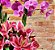 Arranjo de orquídeas e lírios - Imagem 3