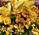Arranjo de orquídeas, lírios, alstromérias e rosas - Imagem 2