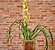 Orquídea Cymbidium amarela no cachepô rústico - Imagem 1