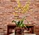 Orquídea Oncidium em base de vidro - Imagem 1