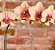 Orquídea phalaenopsis exótica - Imagem 2