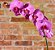 Orquídea phalaenopsis lilás - Imagem 2