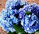 Buquê de hortênsia azul - Imagem 3
