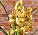Orquídea Cymbidium amarela em base de vidro - Imagem 2