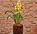 Orquídea Cymbidium amarela em base de vidro - Imagem 1