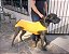 Roupa pós cirúrgica MACHO pet un - Imagem 3