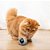 PET - Brinquedo Eletrônico Auto Rotativo Bola USB para Gatos de Estimação - Imagem 2
