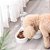 PET - Comedouro Automático para Cães e Gatos Tigela Dupla Branco - Imagem 2