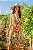 Vestido MARAVILHOSO - Imagem 2