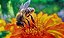 Pintura a Óleo Abelha na flor - Imagem 1