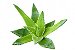 Aromatizante Super Concentrado Aloe Vera 1 Litro - Imagem 1