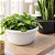 Forma Para Vasos Plantas Ornamental Redondo Concreto Gesso ABS - VA0744 - Imagem 5
