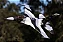 Freewing F-16 Arctic Camo High Performance 70mm EDF Jet PNP - Lacrado - Imagem 1