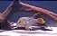 GREEN TERROR 10 A 12CM - Imagem 1