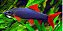 LABEO FRENATUS 3 a 4cm - Imagem 1