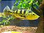 TUCUNARE CICHLA MONOGRINGO 10 a 12cm - Imagem 1