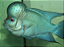 FLOWERHORNS TITTANIUM 4 A 6CM - Imagem 1