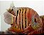 ACARA SEVERUM RED TAG 8 A 10 - Imagem 1