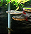 CHALCEUS (ARARI) 12 A 14cm - Imagem 1