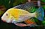 GEOPHARGOS HELCKLII ALBINO 5 A 6cm - Imagem 1