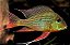 GEOPHAGUS ALTIFRONS 5 a 6cm - Imagem 1