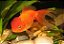 KINGUIS HORANDA RED 6 A 8CM - Imagem 1
