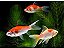 KINGUIS CÁLICO KOHAKU 6 A 8CM - Imagem 1