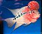 FLOWERHORN RED DRAGON 10 A 12CM - Imagem 1